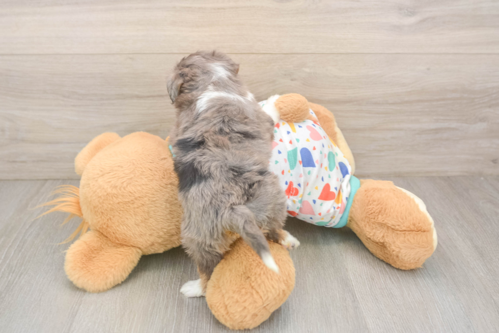 Mini Aussiedoodle Pup Being Cute
