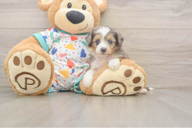 Best Mini Aussiedoodle Baby
