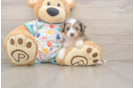 Best Mini Aussiedoodle Baby