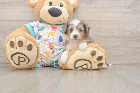 Best Mini Aussiedoodle Baby