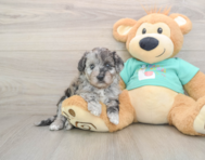5 week old Mini Aussiedoodle Puppy For Sale - Puppy Love PR