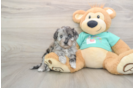 Petite Mini Aussiedoodle Poodle Mix Pup
