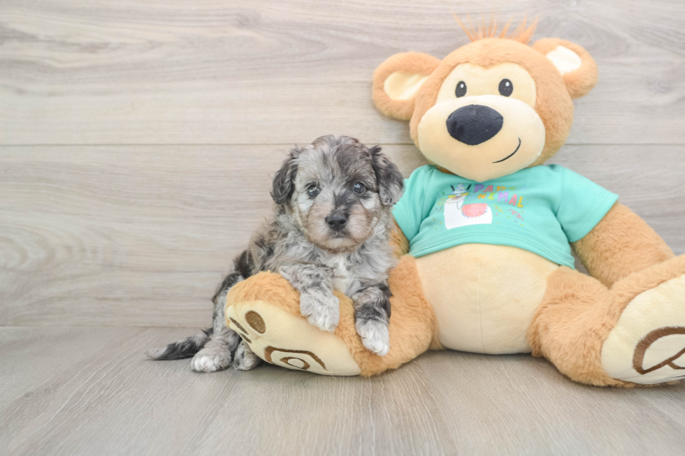 Petite Mini Aussiedoodle Poodle Mix Pup