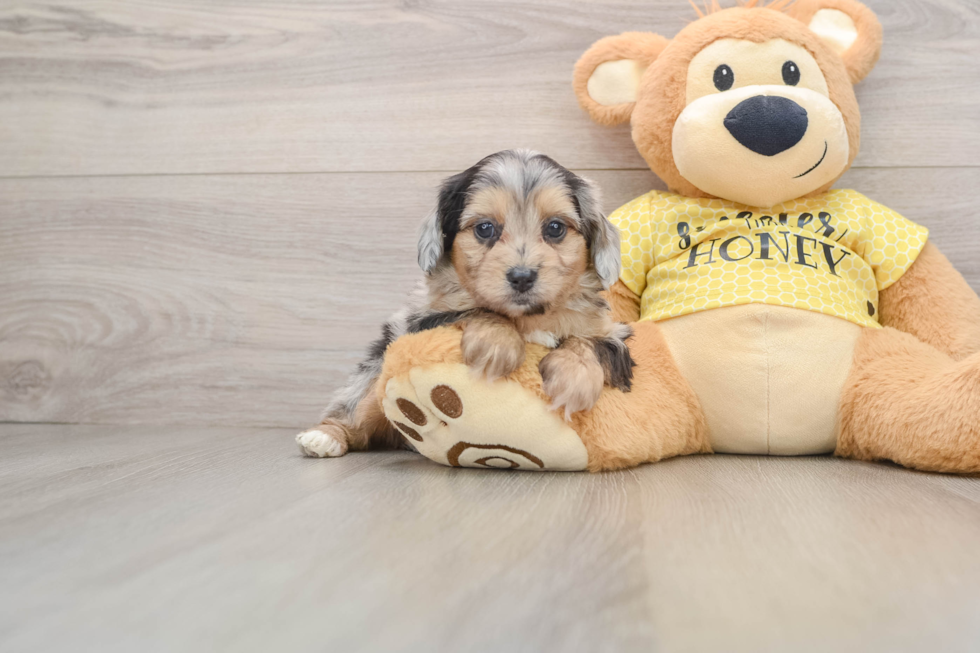 Smart Mini Aussiedoodle Poodle Mix Pup