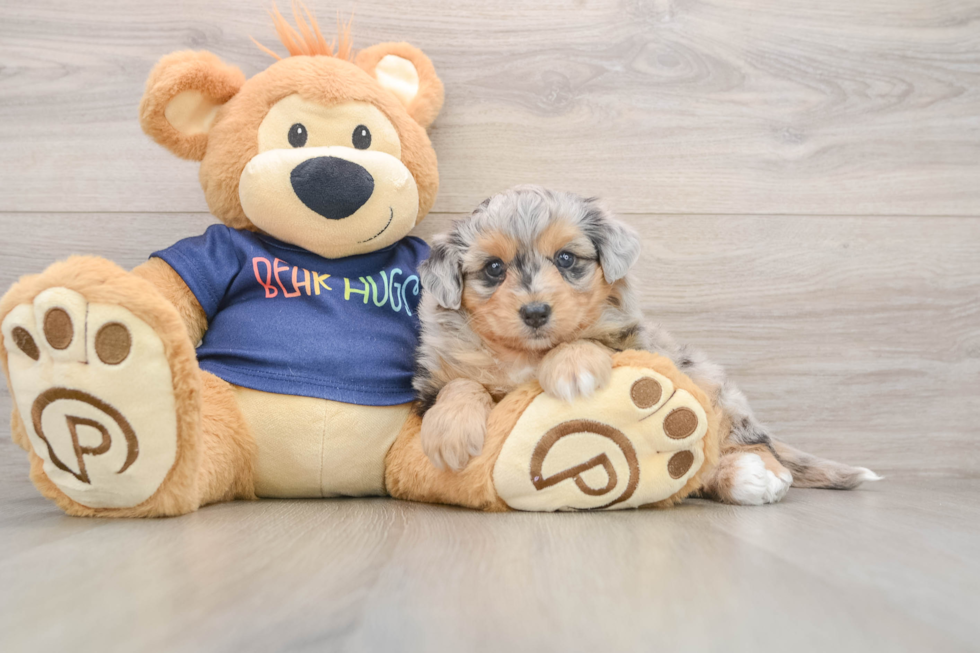 Smart Mini Aussiedoodle Poodle Mix Pup