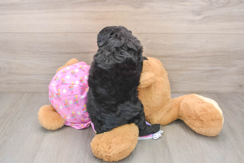 Friendly Mini Aussiedoodle Baby