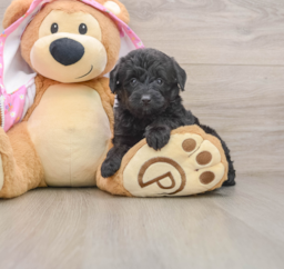 8 week old Mini Aussiedoodle Puppy For Sale - Puppy Love PR