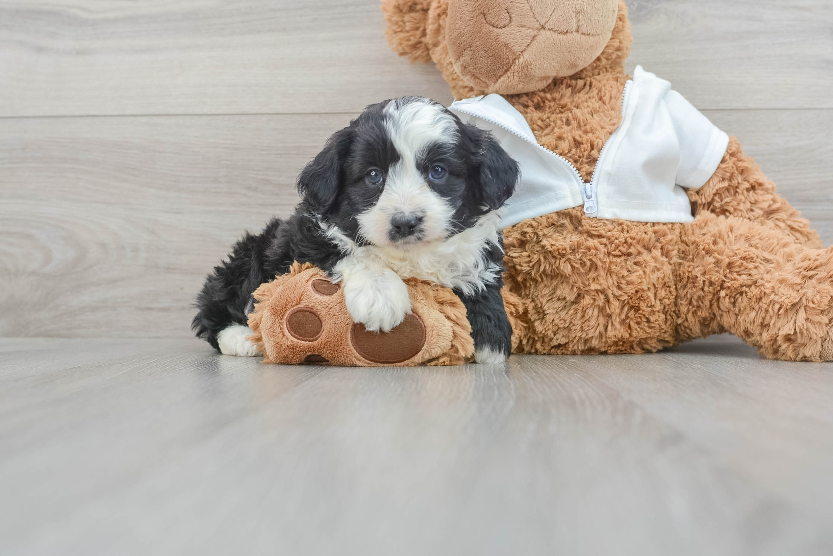 Aussiedoodle best sale for adoption