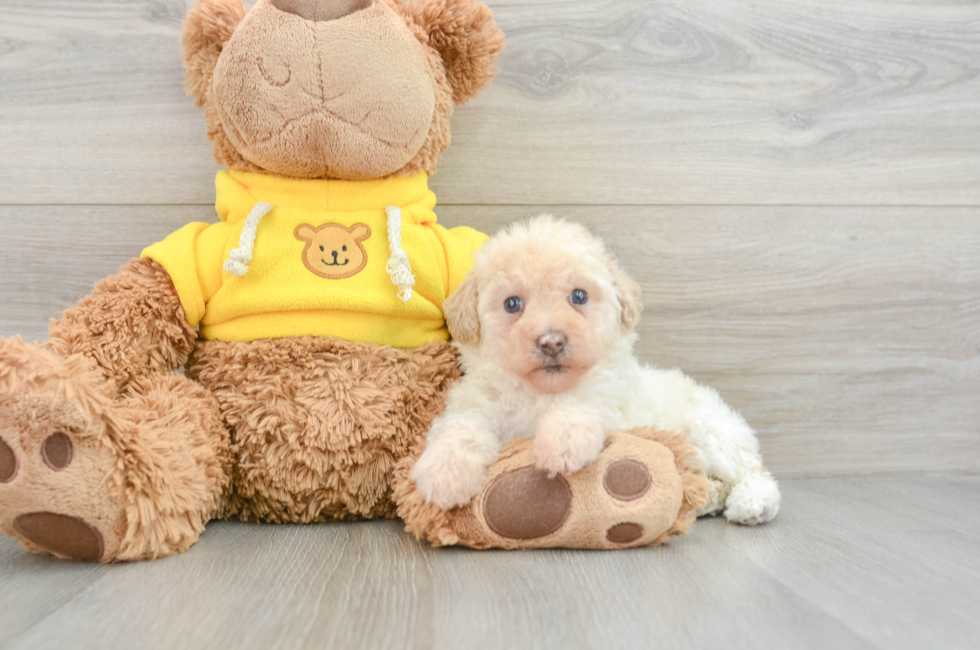 7 week old Mini Aussiedoodle Puppy For Sale - Puppy Love PR