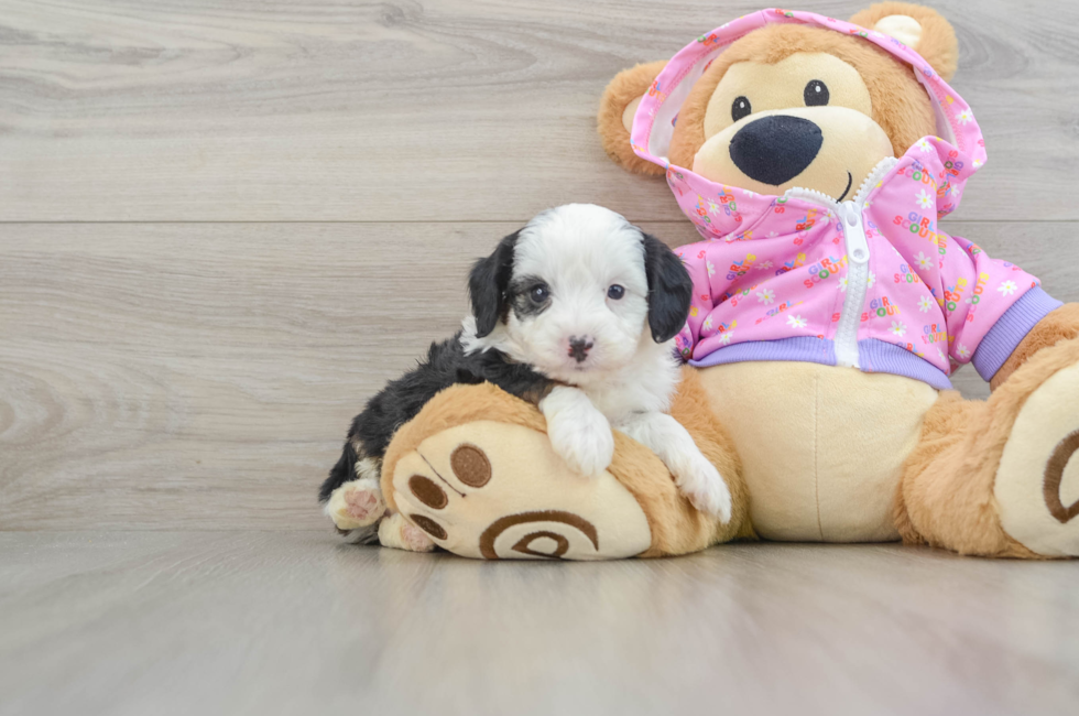 6 week old Mini Aussiedoodle Puppy For Sale - Puppy Love PR