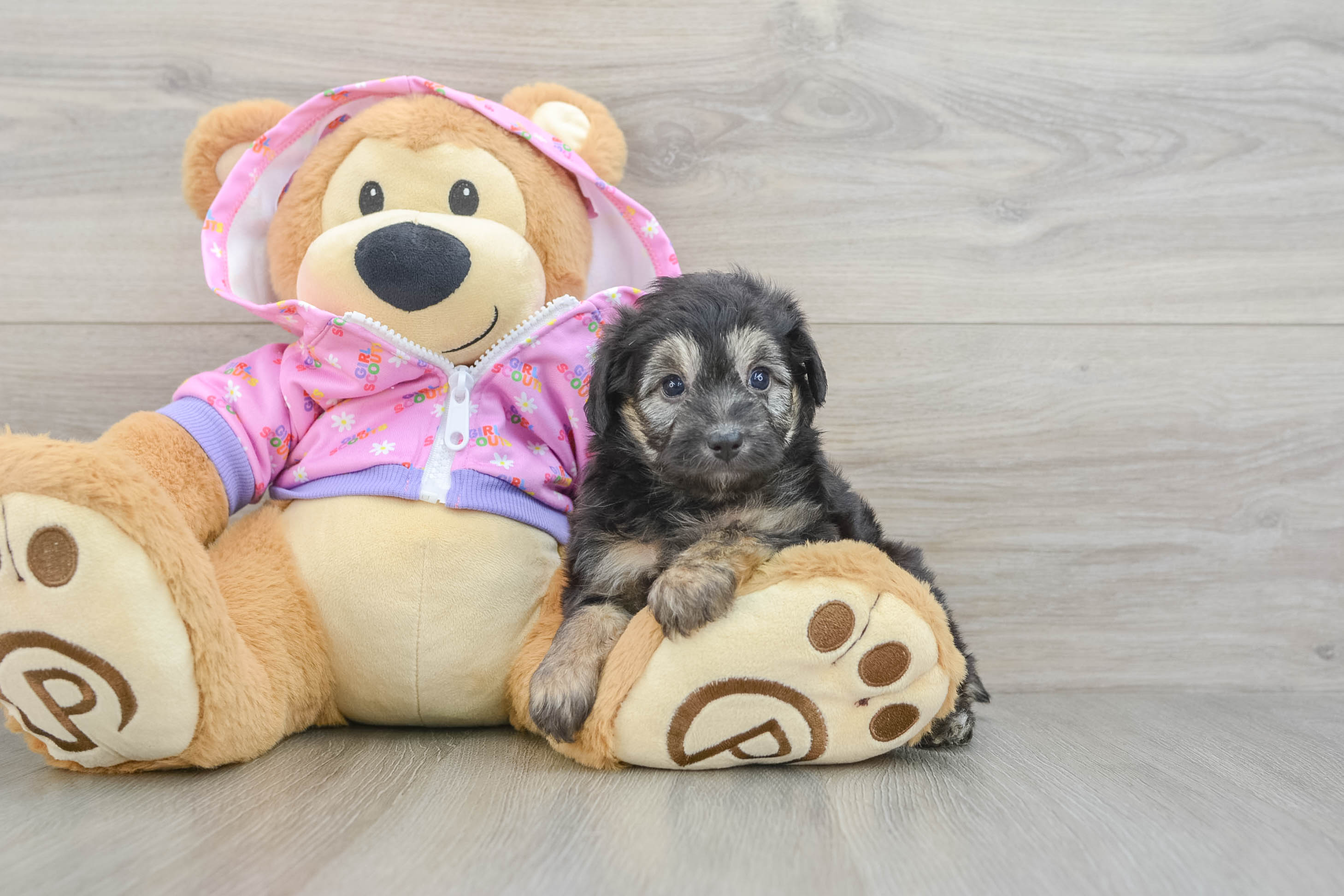 Mini Aussiedoodle Puppy for Adoption