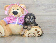 8 week old Mini Aussiedoodle Puppy For Sale - Puppy Love PR