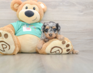 5 week old Mini Aussiedoodle Puppy For Sale - Puppy Love PR