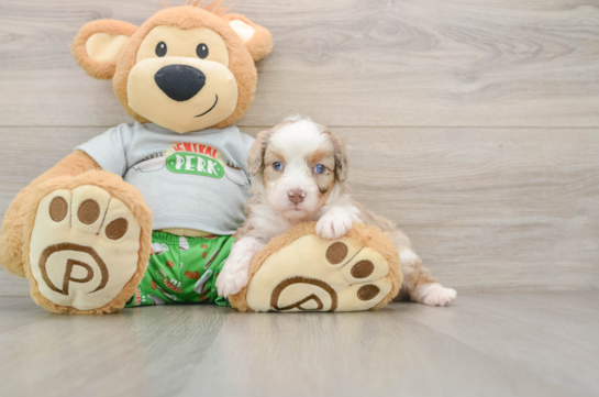 Little Mini Aussiepoo Poodle Mix Puppy