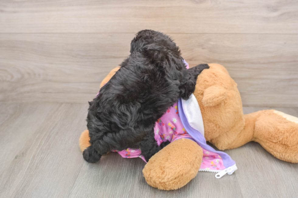 Mini Aussiedoodle Puppy for Adoption