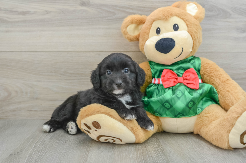 6 week old Mini Aussiedoodle Puppy For Sale - Puppy Love PR