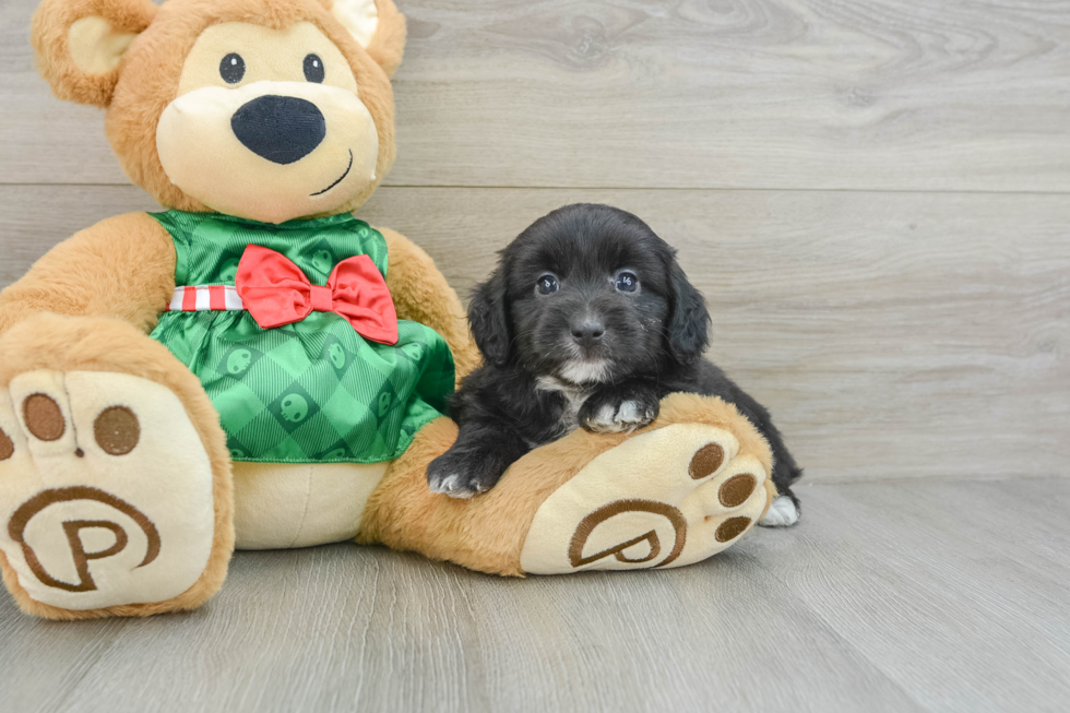 Small Mini Aussiedoodle Baby