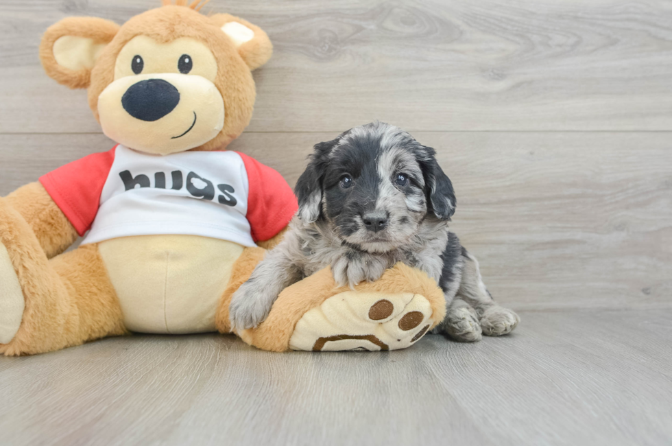 6 week old Mini Aussiedoodle Puppy For Sale - Puppy Love PR