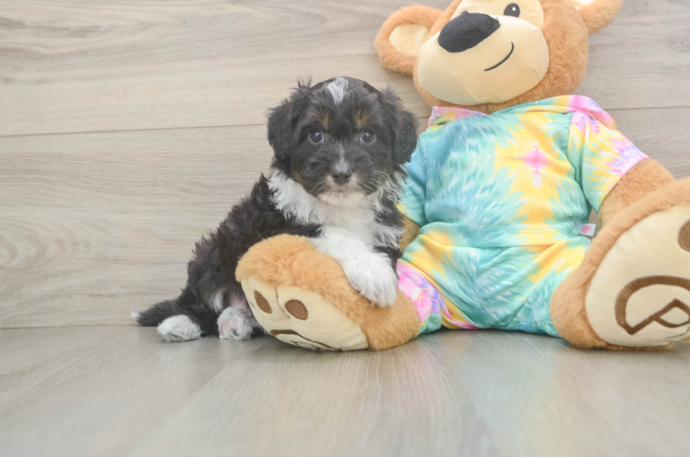 6 week old Mini Aussiedoodle Puppy For Sale - Puppy Love PR