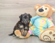 7 week old Mini Aussiedoodle Puppy For Sale - Puppy Love PR