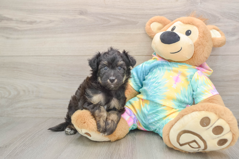 Energetic Aussie Poo Poodle Mix Puppy