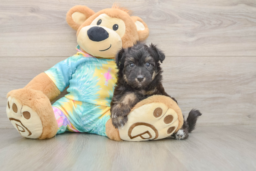Mini Aussiedoodle Puppy for Adoption