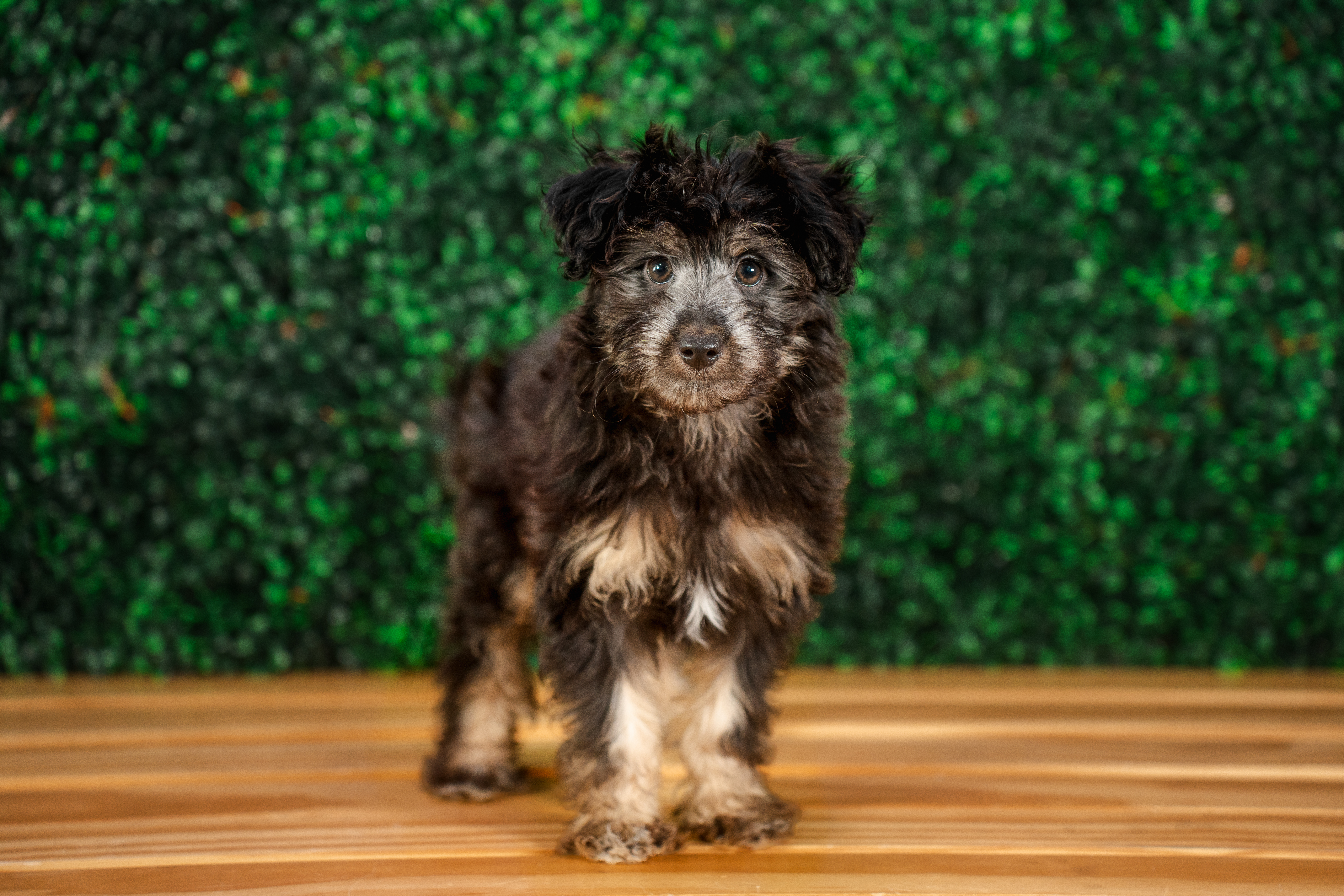 Cute Mini Aussiedoodle Baby