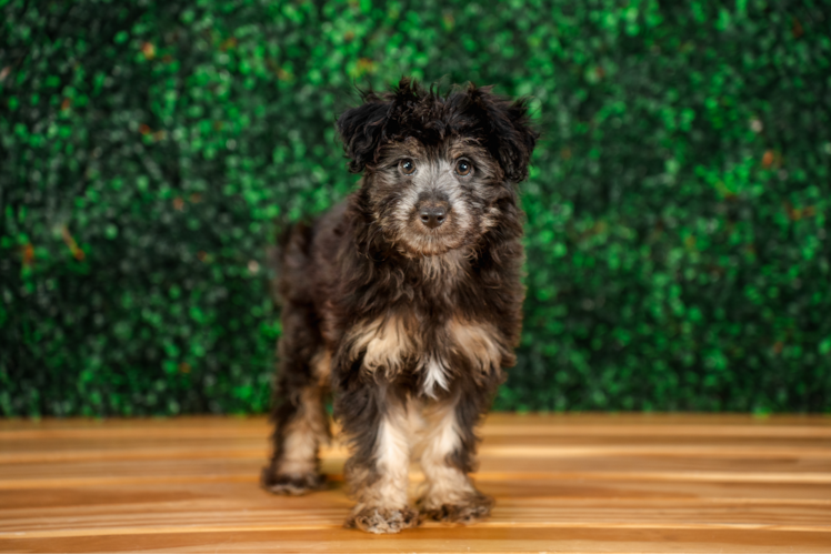 Cute Mini Aussiedoodle Baby