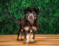10 week old Mini Aussiedoodle Puppy For Sale - Puppy Love PR