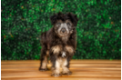 Cute Mini Aussiedoodle Baby