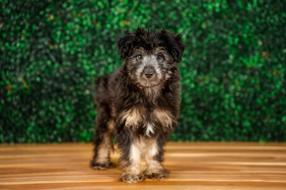 Cute Mini Aussiedoodle Baby