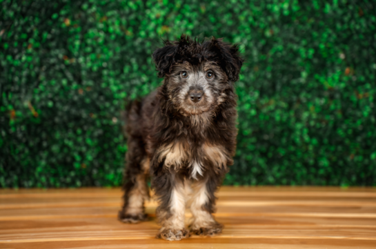 Cute Mini Aussiedoodle Baby