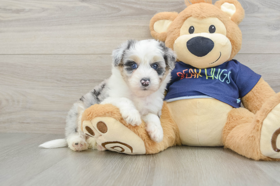 6 week old Mini Aussiedoodle Puppy For Sale - Puppy Love PR