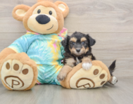 7 week old Mini Aussiedoodle Puppy For Sale - Puppy Love PR