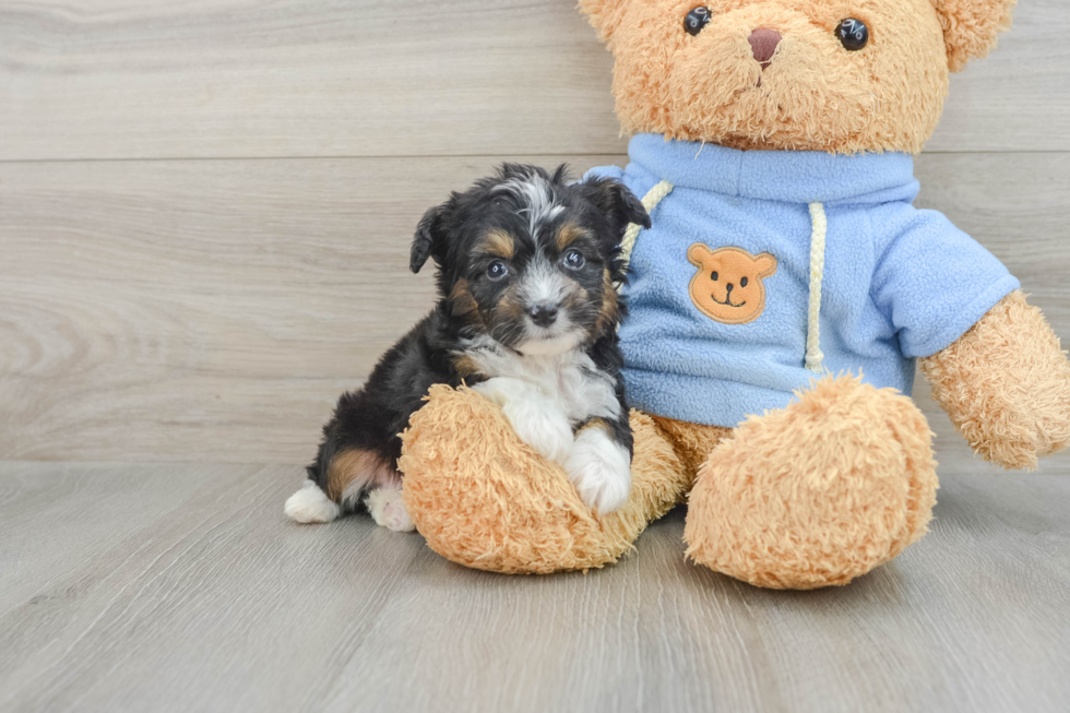 Adorable Mini Australian Shepherd X Poodle Mix Poodle Mix Puppy