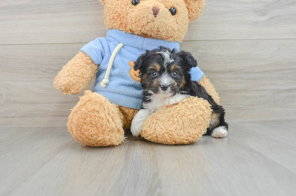 7 week old Mini Aussiedoodle Puppy For Sale - Puppy Love PR