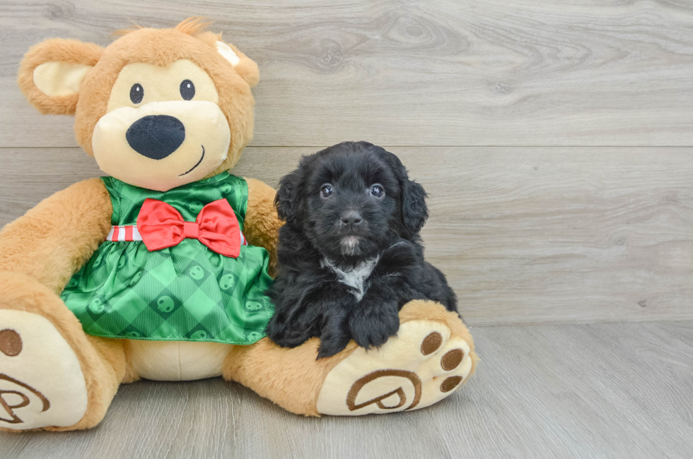 6 week old Mini Aussiedoodle Puppy For Sale - Puppy Love PR