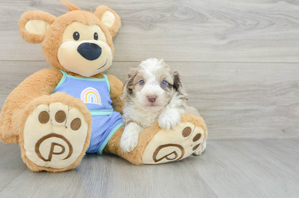 6 week old Mini Aussiedoodle Puppy For Sale - Puppy Love PR