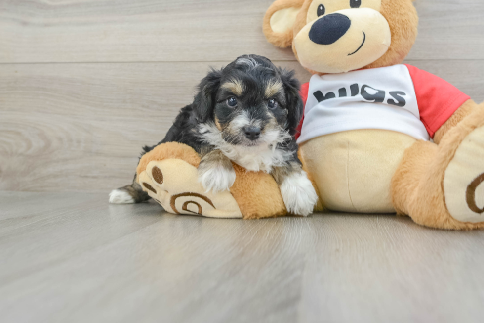 Fluffy Mini Aussiedoodle Poodle Mix Pup