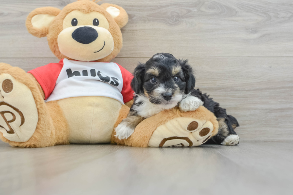 Little Mini Aussiepoo Poodle Mix Puppy