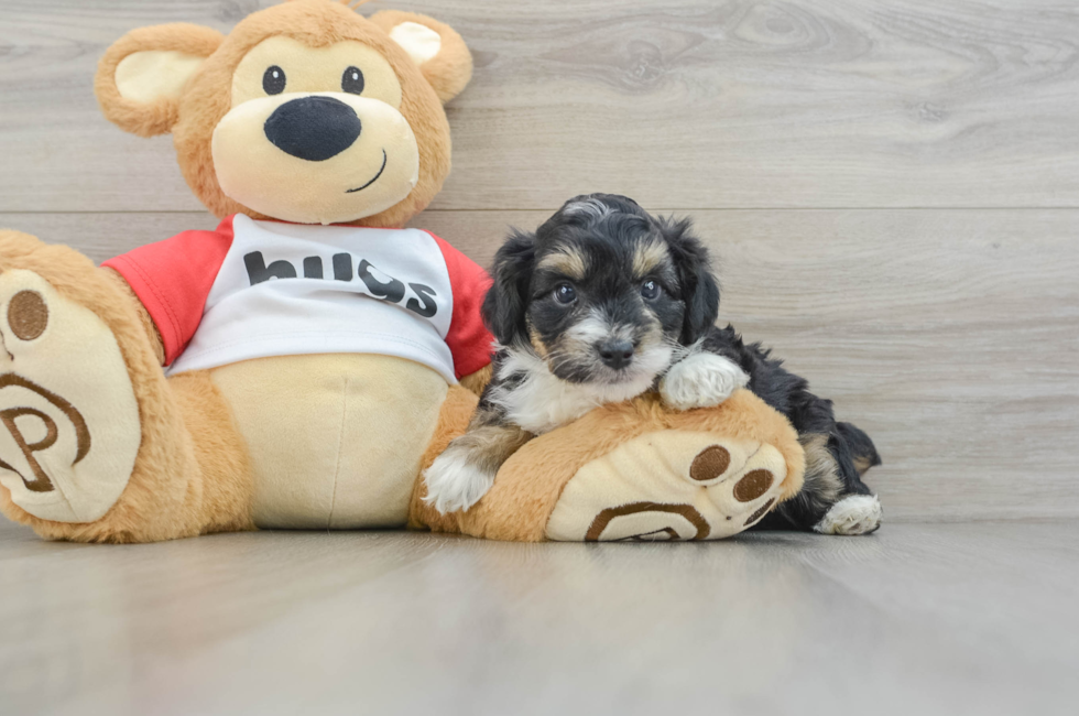 6 week old Mini Aussiedoodle Puppy For Sale - Puppy Love PR