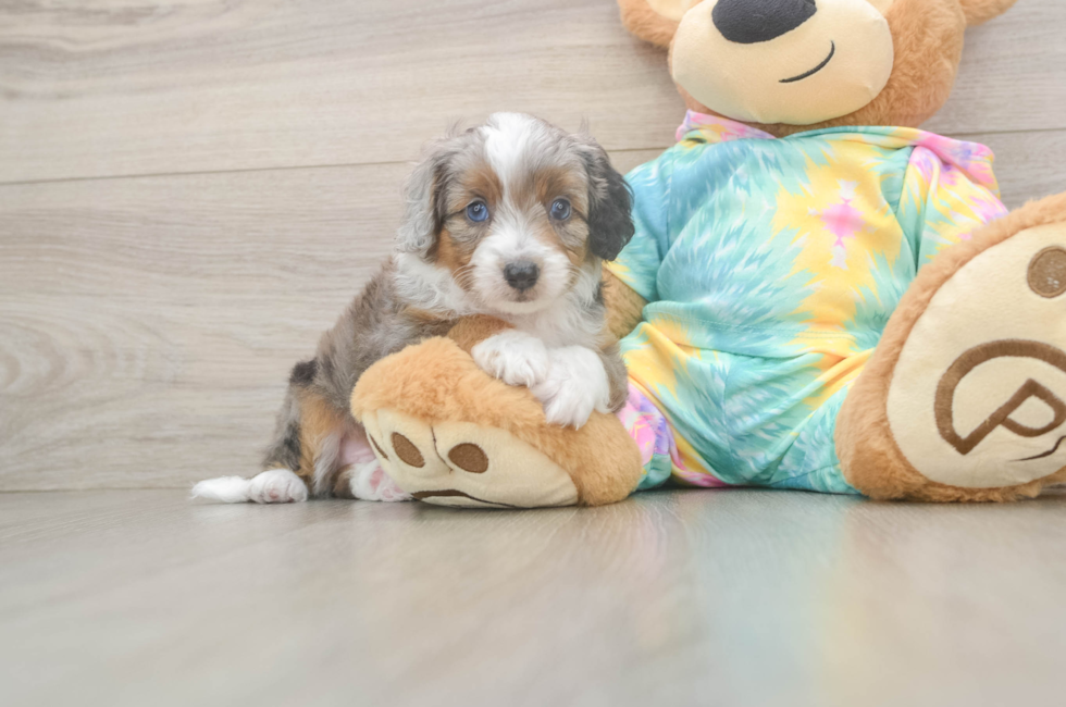 6 week old Mini Aussiedoodle Puppy For Sale - Puppy Love PR
