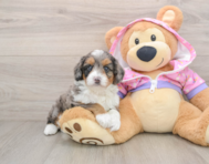 6 week old Mini Aussiedoodle Puppy For Sale - Puppy Love PR