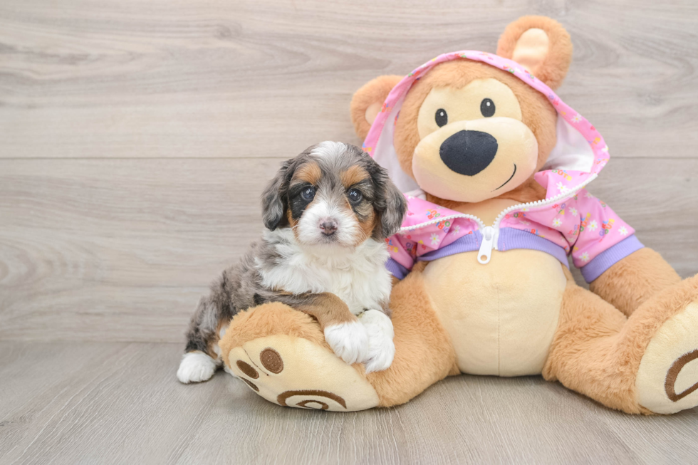 Cute Mini Aussiedoodle Baby