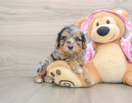 7 week old Mini Aussiedoodle Puppy For Sale - Puppy Love PR
