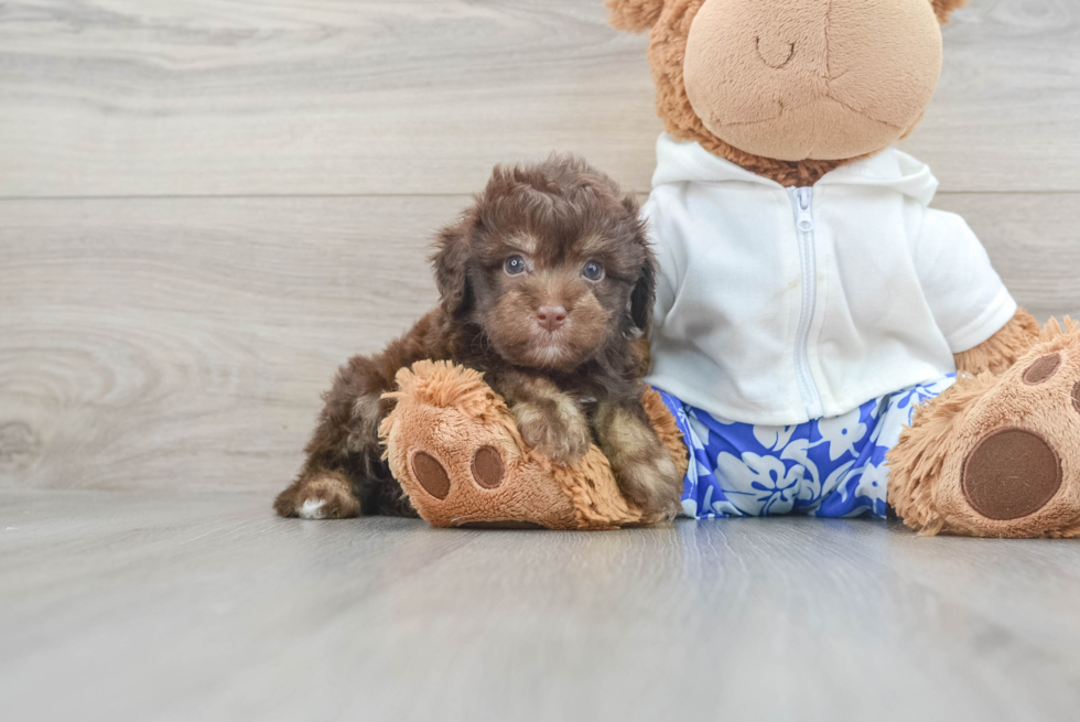 Mini Aussiedoodle Puppy for Adoption