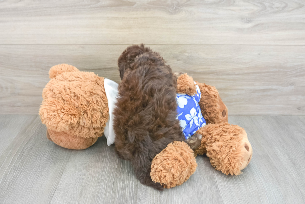 Best Mini Aussiedoodle Baby