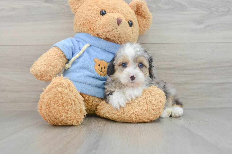 7 week old Mini Aussiedoodle Puppy For Sale - Puppy Love PR