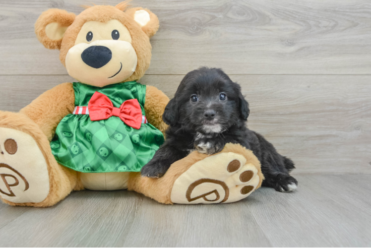 Small Mini Aussiedoodle Baby