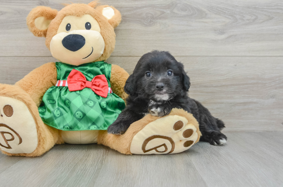 6 week old Mini Aussiedoodle Puppy For Sale - Puppy Love PR